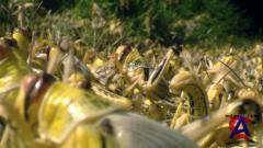 BBC:  / Swarm: Natures Incredible Invasions