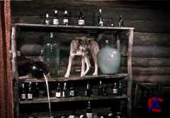      / Medor, le chien qui rapporte bien