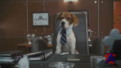   :    / Cats & Dogs: The Revenge of Kitty Galore