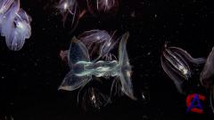 IMAX -     / Volcanoes of the Deep Sea