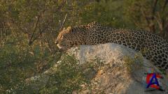 Discovery -    / Africas Super Seven