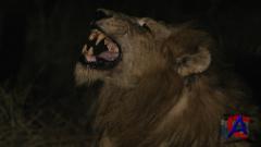Discovery -    / Africas Super Seven