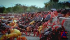 BBC:  .  / BBC: The Natural World. Superswarms