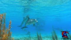 IMAX -    / Dolphins and Whales: Tribes of the Ocean