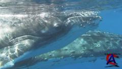 IMAX -    / Dolphins and Whales: Tribes of the Ocean
