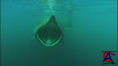    :  / Turtle: The Incredible Journey