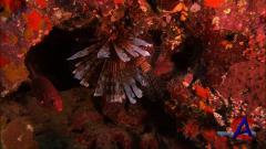     / Secrets of the Great Barrier Reef