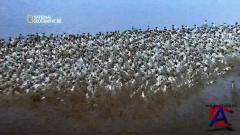 NG -   / Great Migrations [1 ]