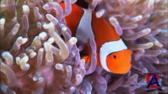     / Secrets of the Great Barrier Reef
