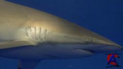  / Sharks