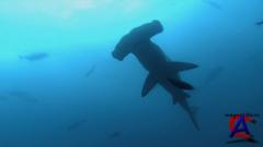  / Sharks