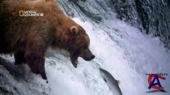 NG -   / Great Migrations [1 ]
