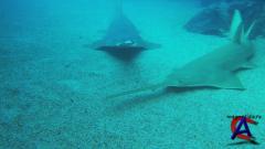  / Sharks