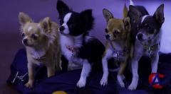   - 2 / Beverly Hills Chihuahua 2