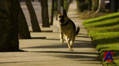   - 2 / Beverly Hills Chihuahua 2