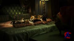   - 2 / Beverly Hills Chihuahua 2