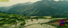   / Forbidden Kingdom, The