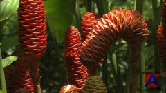  : - / Living Landscapes: Earthscapes - Costa Rica