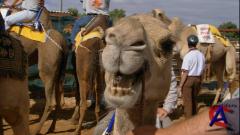 ����� ���������: ��������� / Discovery Atlas: Australia Revealed