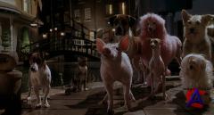 :    / Babe: Pig in the City [HD]