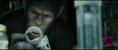   / Rise of the Apes