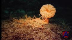 IMAX -    / Deep Sea