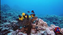 IMAX -    / Deep Sea
