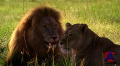   / White Lion