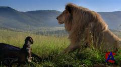   / White Lion