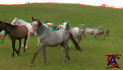   3D / Magic forest 3D