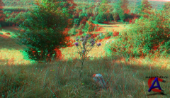   3D / Magic forest 3D