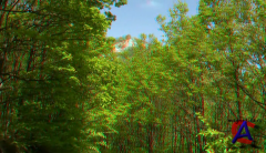   3D / Magic forest 3D