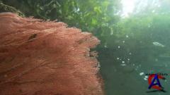 BBC:   II: .   / Deep Blue II: Equator Reefs of Riches