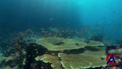 BBC:   II: .   / Deep Blue II: Equator Reefs of Riches