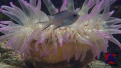 BBC:   II: .   / Deep Blue II: Equator Reefs of Riches