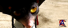  / Rango