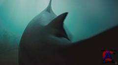  3D / Shark Night 3D