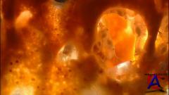 BBC:   / The Blue Planet
