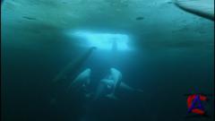 BBC:   / The Blue Planet