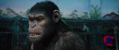    / Rise of the Planet of the Apes