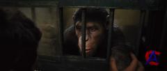    / Rise of the Planet of the Apes