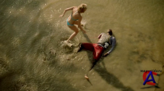  3D / Shark Night 3D