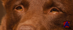  / Red Dog