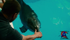   / Dolphin Tale