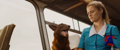   / Red Dog