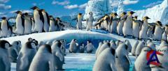   2 / Happy Feet Two