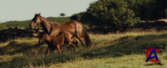   / War Horse