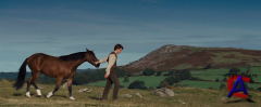   / War Horse