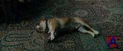  :   / Sherlock Holmes: A Game of Shadows