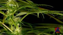 NG -    / National Geographic: Inside Marijuana